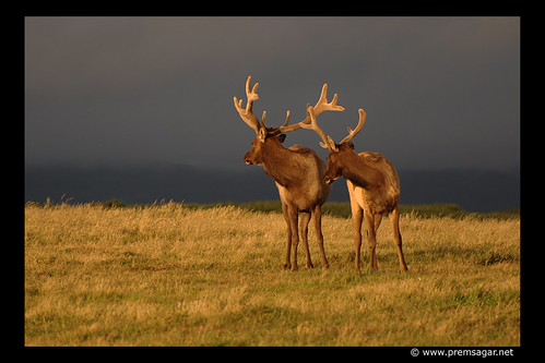 Tule Elk