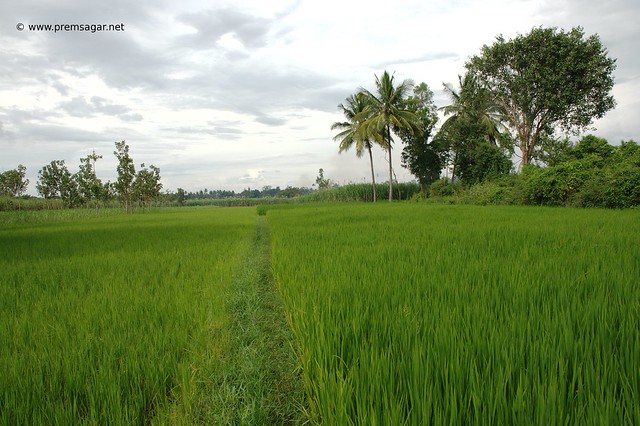 Lush green paddy fields