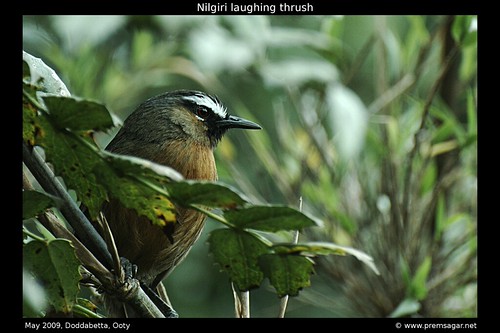 Nilgiri laughing thrush 2
