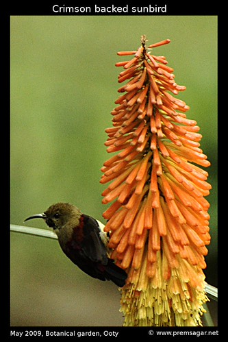 Crimson backed sunbird 2