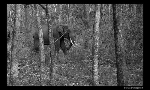 Wayanad Elephant