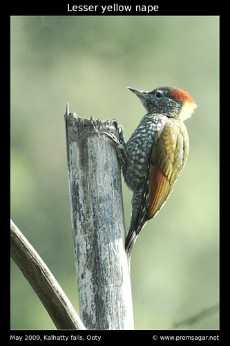 Lesser yellow nape 3