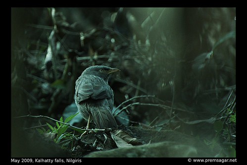 Jungle babbler