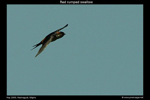 Red rumped swallow