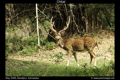 Chital 1