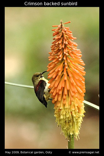 Crimson backed sunbird