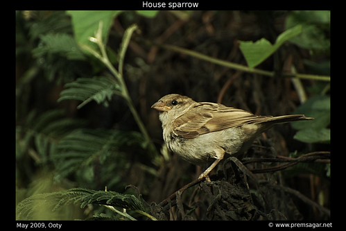 House sparrow 2