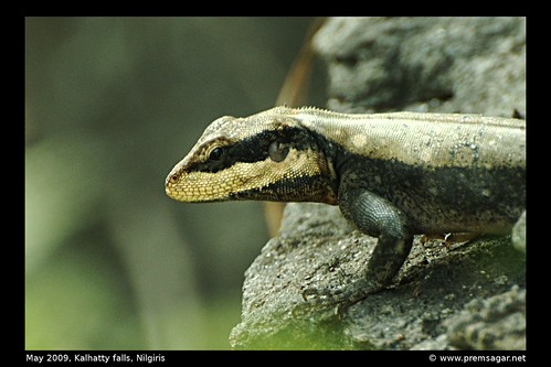 Lizard - ID pls