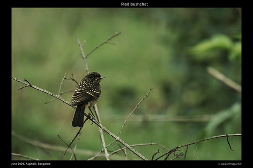Pied Bushchat @ Ragihalli