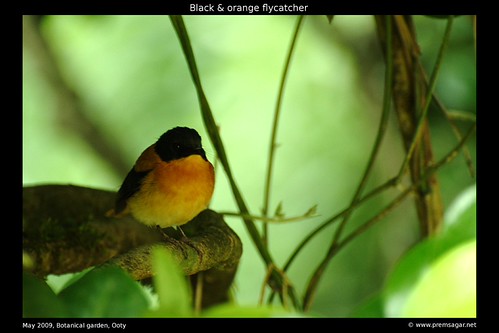 Black & Orange flycatcher Botanical garden 1