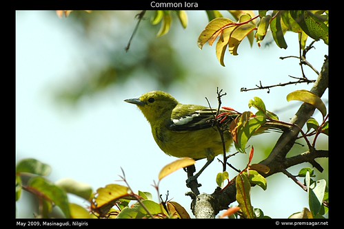 Common Iora 1