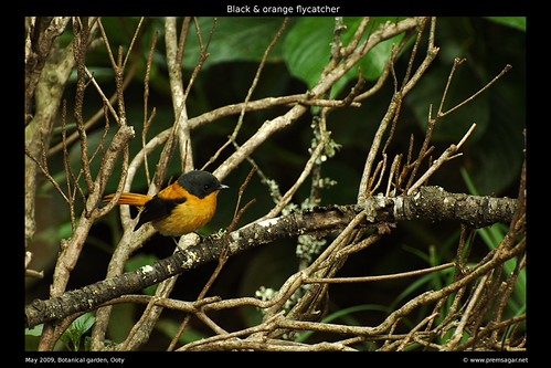 Black & Orange flycatcher Botanical garden 2