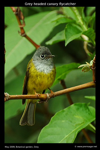 Grey Headed Canary Botanical garden 4