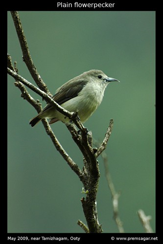 Plain Flowerpecker 2
