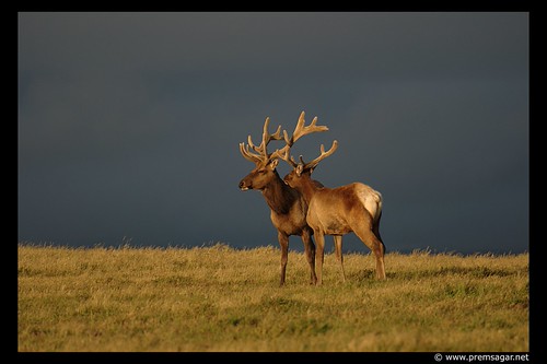 Tule Elk (Cervus elaphus nannodes)