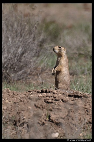 Prairie Dog