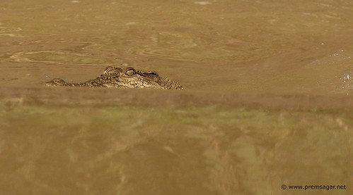 A friend in the wild waters of Kinabatangan