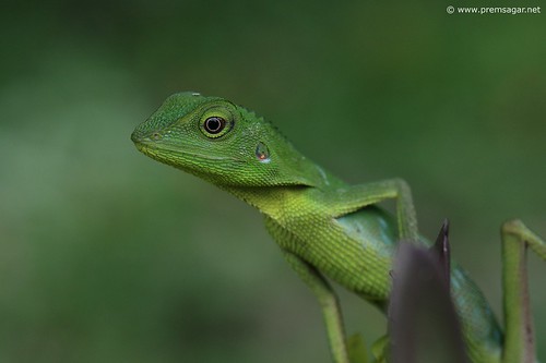 Lizard at Gunung Mulu