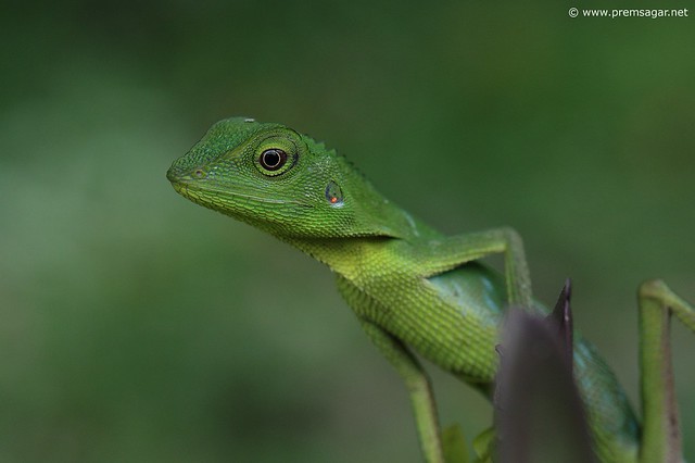 Lizard at Gunung Mulu
