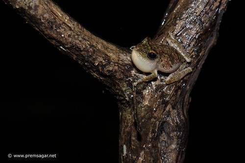 Frog ID pls