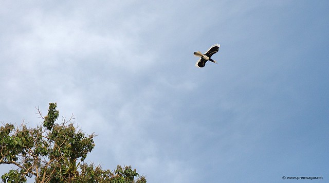Black Hornbill