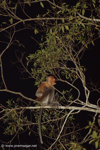 Proboscis monkey