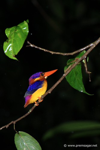 Black hooded Kingfisher