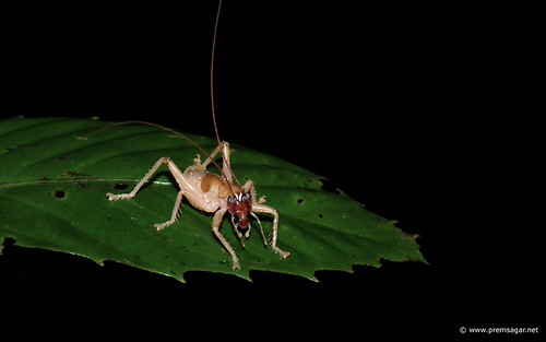 ID pls