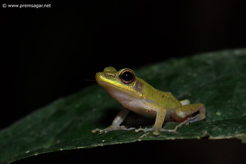 ID pls (Green tree frog?)