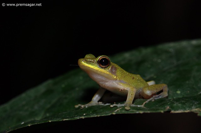 ID pls (Green tree frog?)