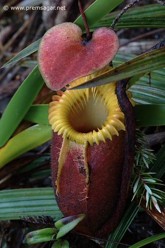 Nepenthes - Pitcher plant
