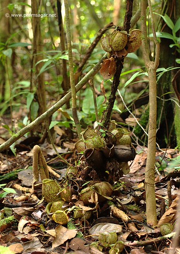 Pitcher plants of Mulu