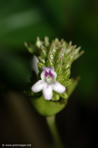 ID pls