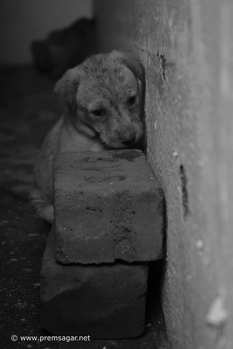 _DSC1769