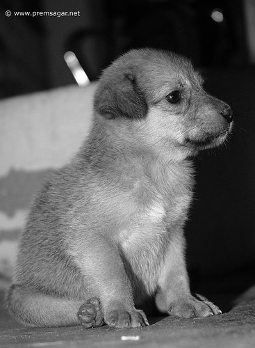 Abandoned pup