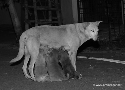 Finally, mom comes back! A happy ending!