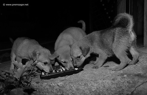 Joining the siblings for a party!