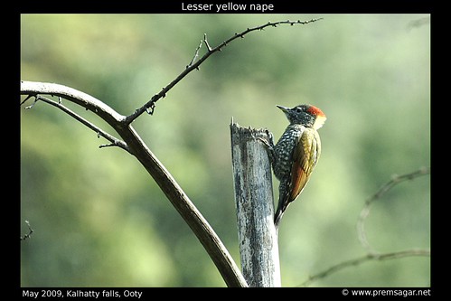 Lesser yellow nape 1