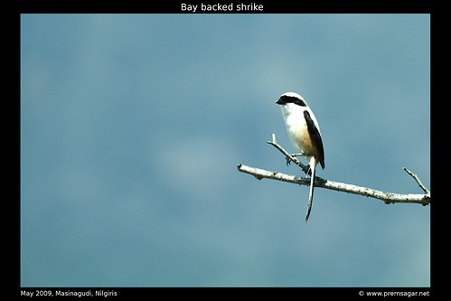 Bay backed shrike 1