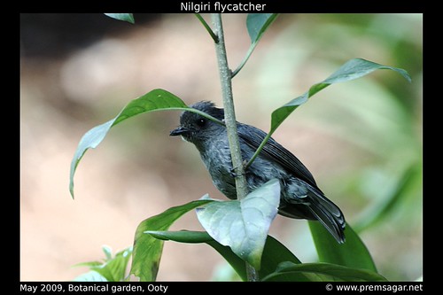 Nilgiri Flycatcher
