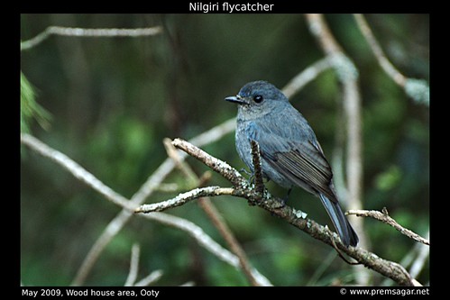 Nilgiri Flycatcher