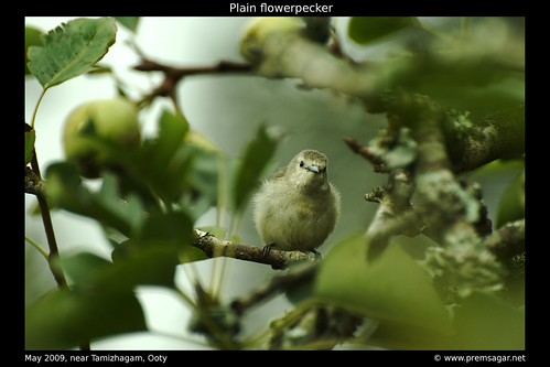 Plain Flowerpecker 1