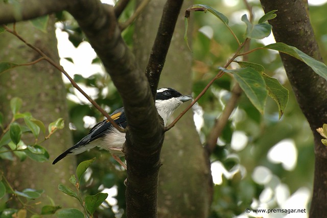 Birds of Borneo: Shrike (Black winged?)