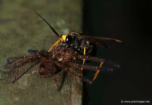 Wasp vs Spider 1