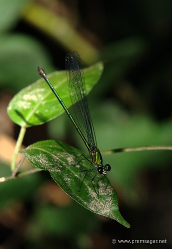 Damsel fly