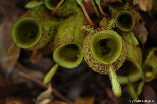 Pitcher plants