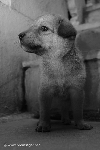 Abandoned pup