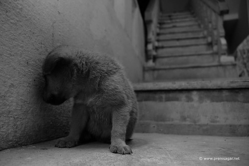 Isolated from mom, future looks bleak!